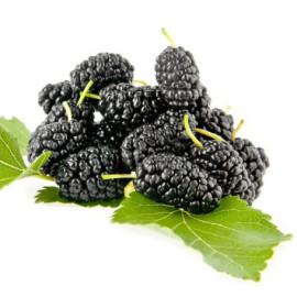 Bombyx® ‘Sisiphus Everbearing’ moruša opakovane ro..