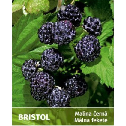 Bristol malina čierna kontajner C1L