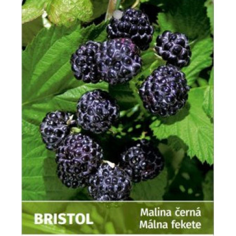Bristol malina čierna kontajner C1L