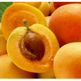 Early Orange marhuľa skorá samoopelivá podpník myr..