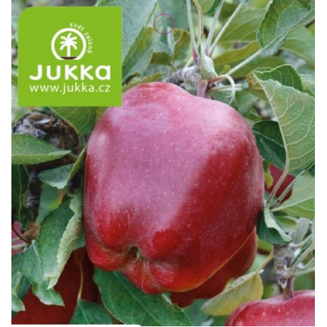 Red Delicious Jeromine jabloň  kontajner C5L podpník M9