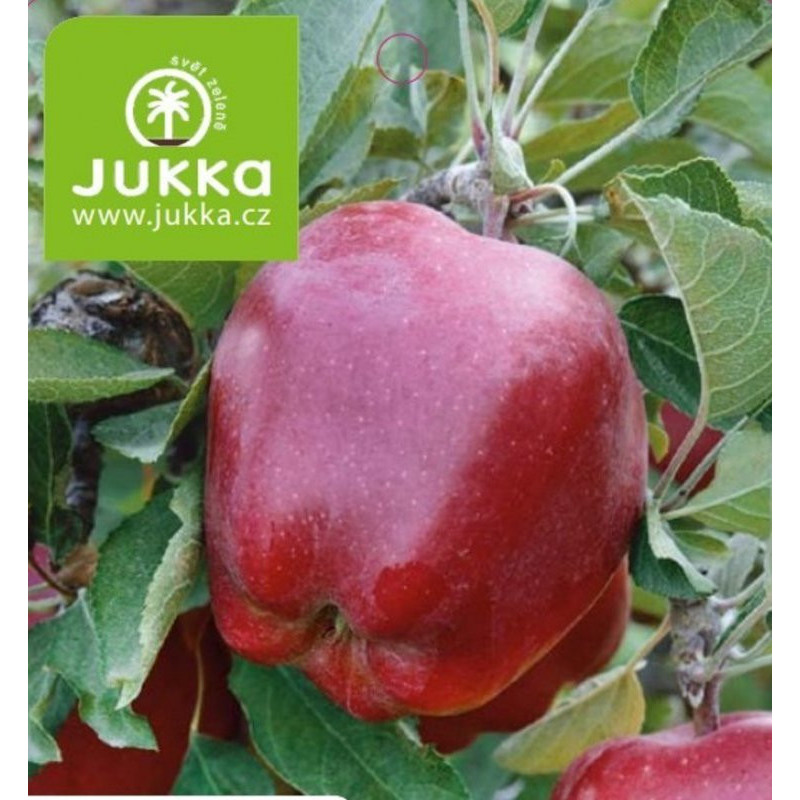 Red Delicious Jeromine jabloň  kontajner C5L podpník M9