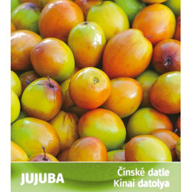 Giuggiolo Antico jujuba ziziphus čínská ďatla kont..