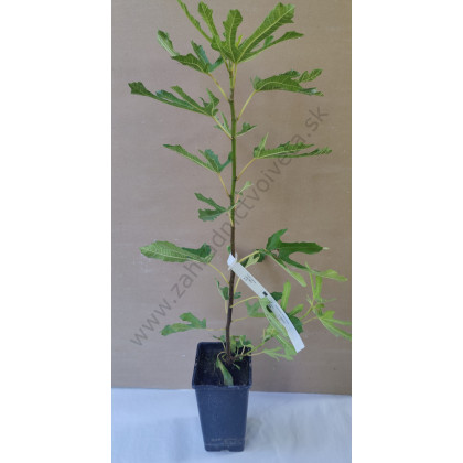 Little Miss Figgy Ficus carica figovník trpasličí kontajner C2