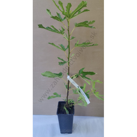 Little Miss Figgy Ficus carica figovník trpasličí kontajner C2