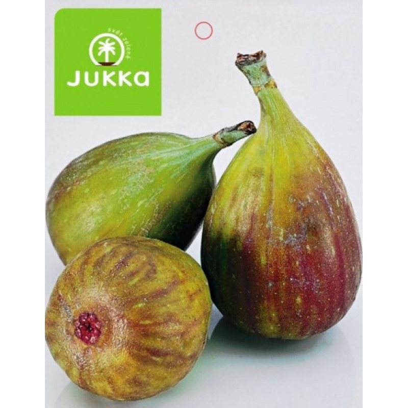 Peretta Ficus carica figovník kontajner C2