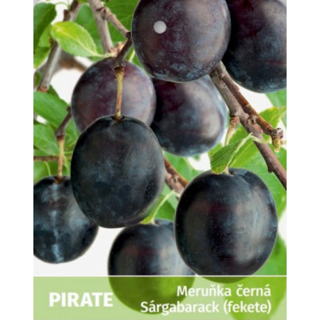 Pirate marhuľa čierna pluot podpník myrobalán prostokorenná