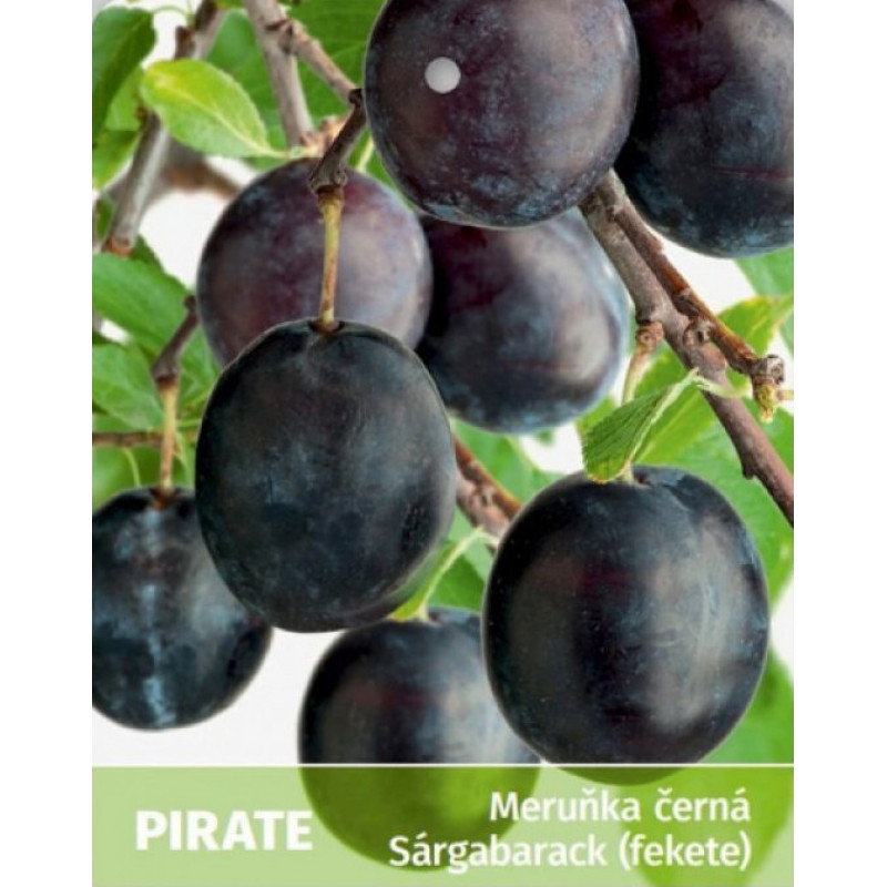 Pirate marhuľa čierna pluot podpník myrobalán prostokorenná