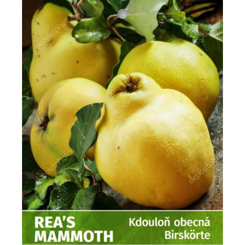 Reas Mammuth dula hrušková rezistentná podpník dula prostokorenná 