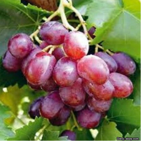 Taldun stolový vinič sladký červený rezistentný prostokorenný