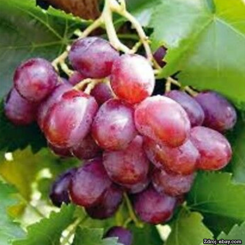 Taldun stolový vinič sladký červený rezistentný kontajner C2L