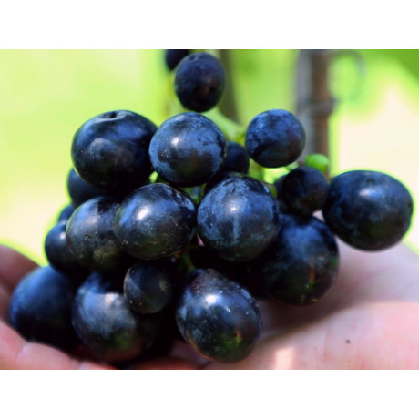 Uspech vinič stolový modrý veľmi skorý rezistentný bezsemenný