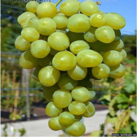 Super Extra stolový vinič sladký skorý žltý rezistentný