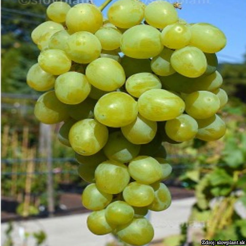 Super Extra stolový vinič sladký skorý žltý rezistentný