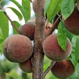 Vinohradnícka červená broskyňa rezistentná podpník..