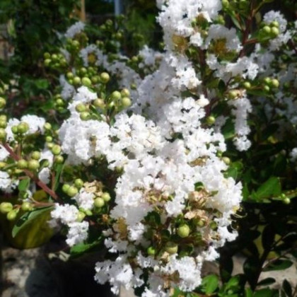 Virgin Milabla lagerstroemia indica biela ker myrta krepová kontajner C2L / 30-50cm rozvetvené