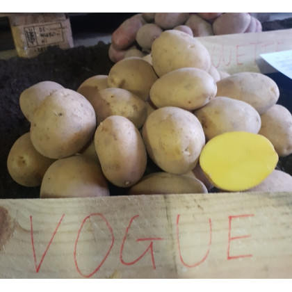 Vogue zemiaky sadba žlté veľké 5kg