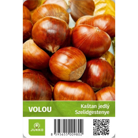 Volou gaštan jedlý štepený prostokorenný