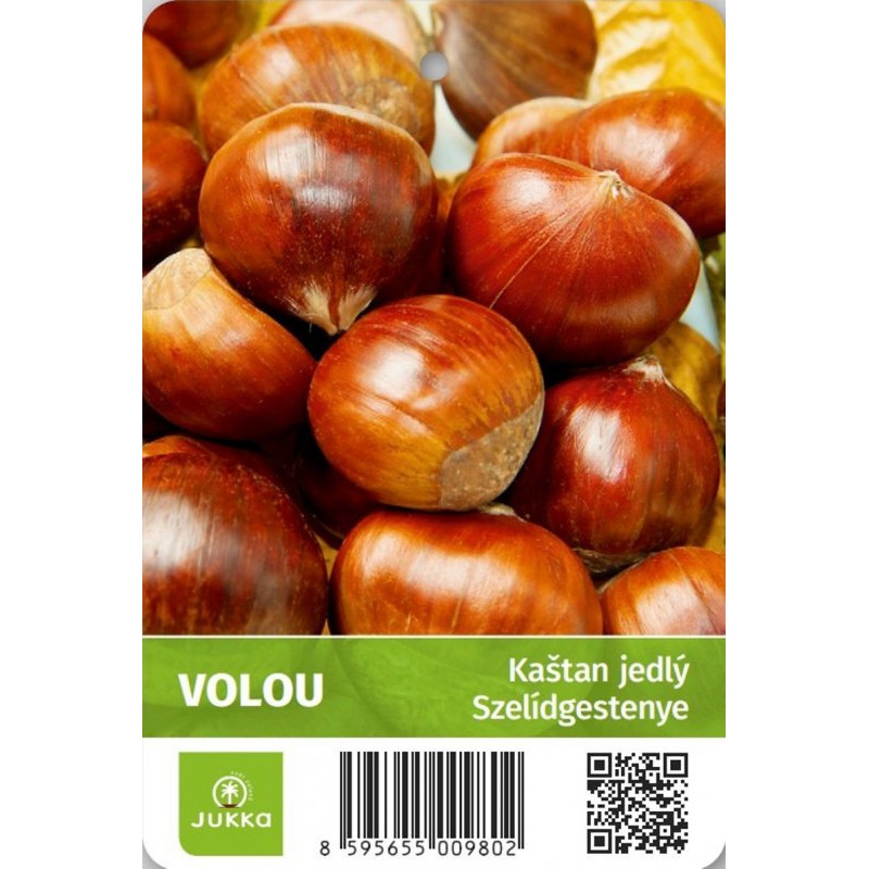 Volou gaštan jedlý štepený prostokorenný