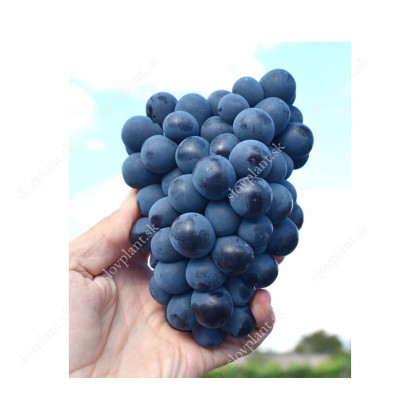 Vostorg černyj stolový vinič modrý skorý rezistentný prostokorenný