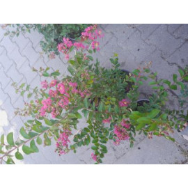 Watermelon lagerstroemia indica ružovo červená ker..