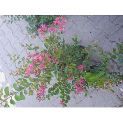 Watermelon lagerstroemia indica ružovo červená ker myrta krepová kontajner C2L / 20-35cm rozvetvené