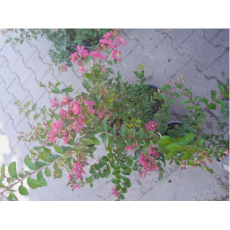 Watermelon lagerstroemia indica ružovo červená ker myrta krepová kontajner C2L / 20-35cm rozvetvené