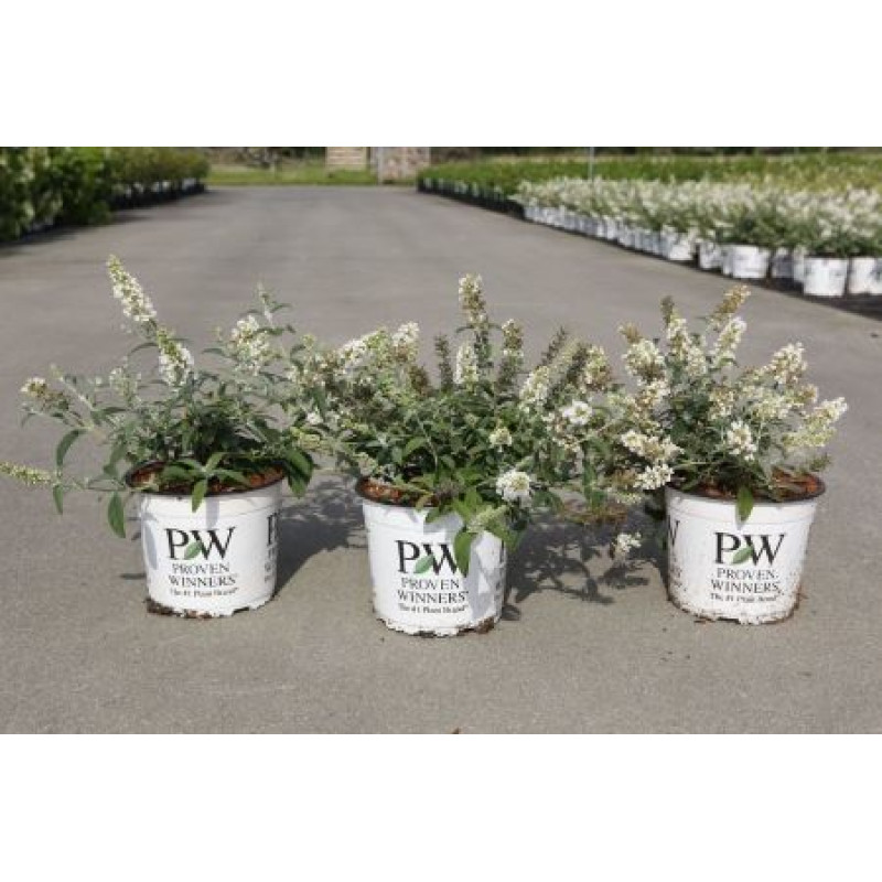 Little White Candy buddleia davidii budleja zakrslá kontajner  C3L