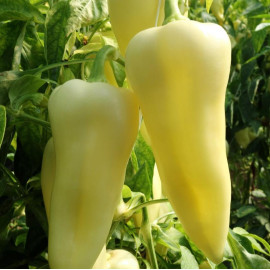 Whitex F1 paprika sladká hrubostenná 500 semien