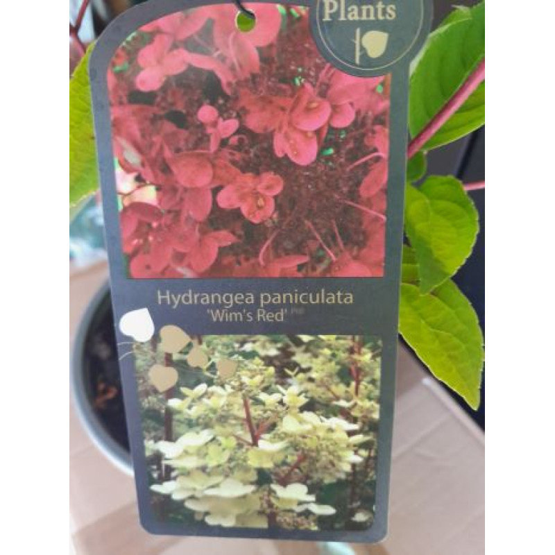 Wim´s Red hydrangea paniculata hortenzia metlinata výnimočná C5L