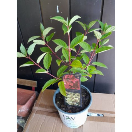 Wim´s Red hydrangea paniculata hortenzia metlinata výnimočná C5L