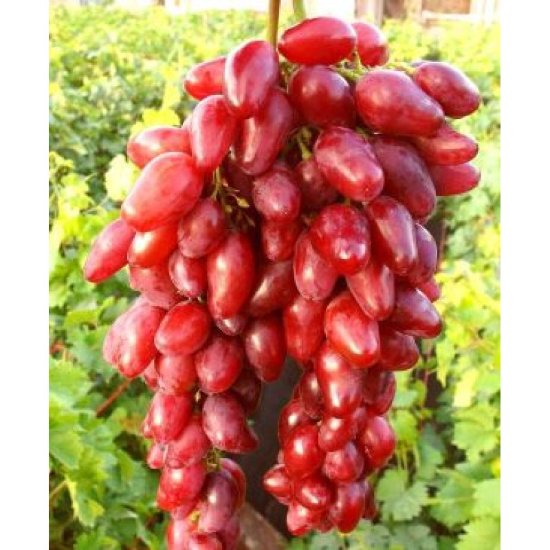 Žar-Ptica vinič stolový veľmi skorý rezistentný C1.5L 