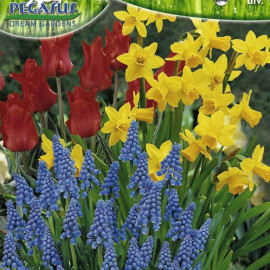 Cibuľoviny zmes do nádob na terasu 35 ks 