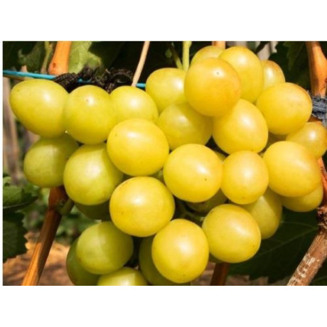 Zolotyje kupola vinič stolový skorý rezistentný C1.5L 