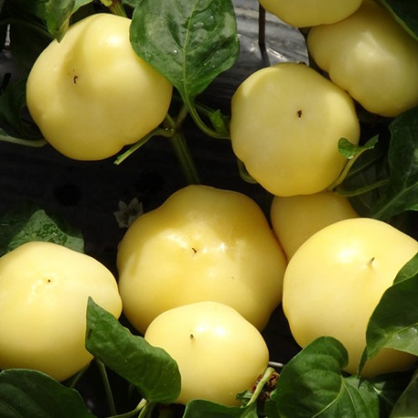 Zolta F1 paprika jabĺčková štipľavá 250 semien