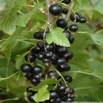 Ben Nevis čierna ríbezla neskorá veľko plodá prostokorenná 3-4 výhony 