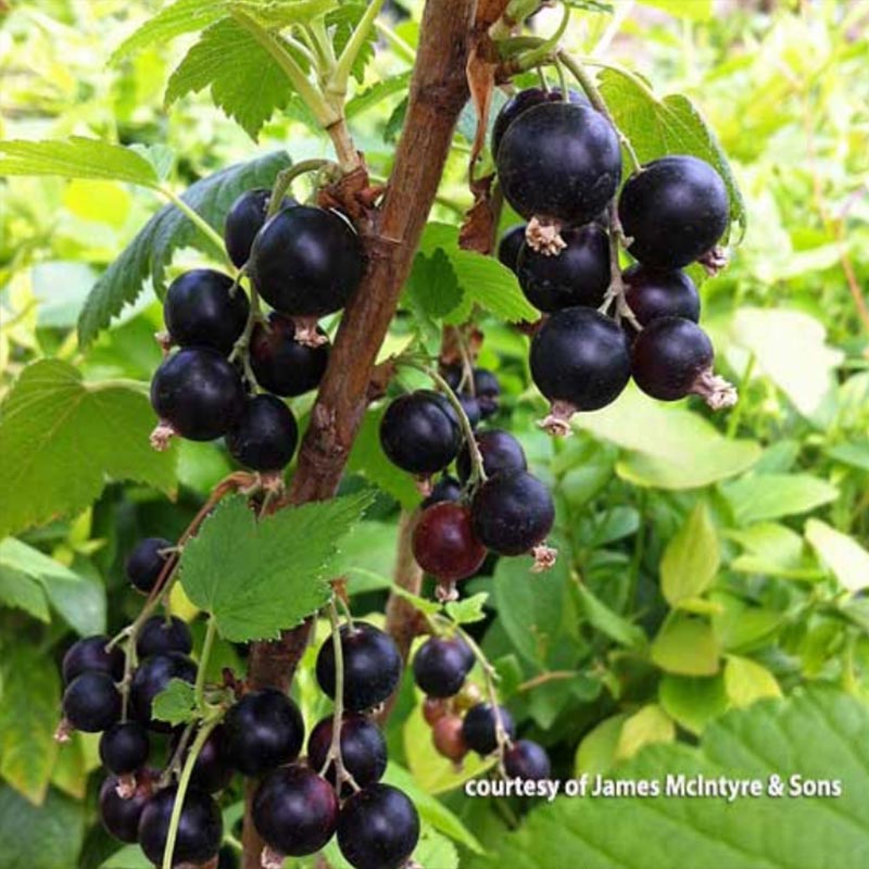 Tsema čierna ríbezla stredne skorá aromatická prostokorenná ker